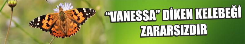 “Vanessa” Diken Kelebeği Zararsızdır