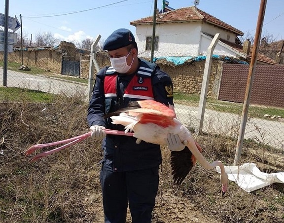 Yaralı Olarak Bulunan Flamingo Tedaviye Alındı