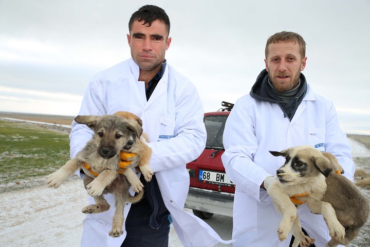 Ölüme Terk Edilen Köpeklere Belediye Sahip Çıktı